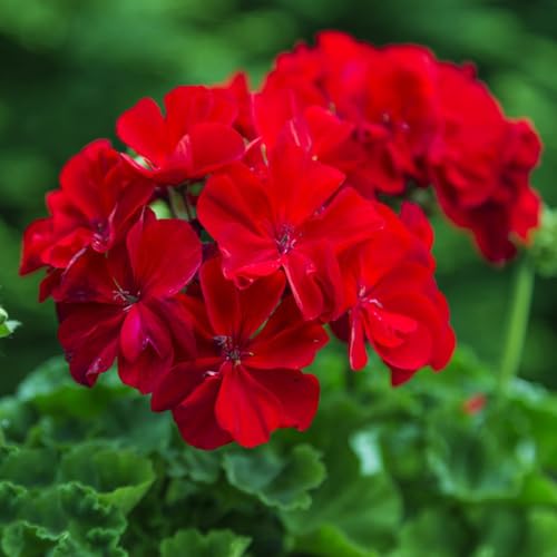 gerani tagliati scalapante serrature da balcone perenne da balcone reali semi selvatici perenni resistenti geranio 100pcs