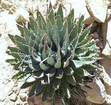Agave utahensis Nevadensis rosa esotico succulenta aloe robusta pianta seme 50 SEMI