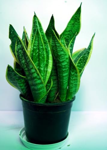 Bigreen Snake Plant Sansevieria Low Maintenance Indoor Houseplant Air Purifying with pot for Home and Office Decor
