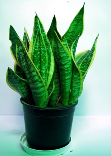 Bigreen Snake Plant Sansevieria Low Maintenance Indoor Houseplant Air Purifying with pot for Home and Office Decor