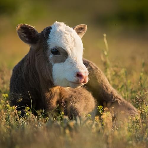 EMF Safe Farms: The Hidden Energy Draining Your Yields & Milk &mdash; with Dan Stachofsky & Vet Will Winter