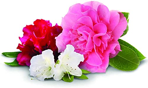 Jobe's Plant Food Azalea, Camellias & Rhododendron Spikes miniatura 7