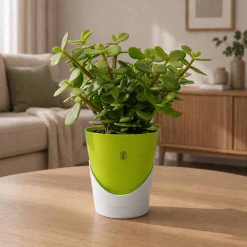 Image of Urban Upvan 4 Inch Self Watering Pot with Jade Plant | Indoor Decorative Planter with Drainage System | Ideal for Home, Office & Desk Decor | Green