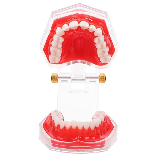 Modèle de dents amovibles en résine pour démonstration en classe