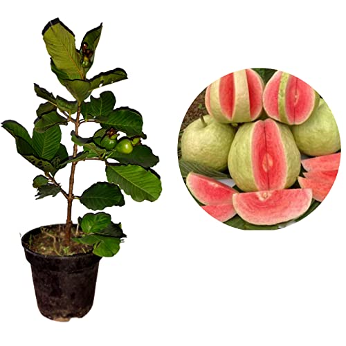 AGRO ALIVE Red Diamond Guava plant, pot not included (1.5-2 feet height)