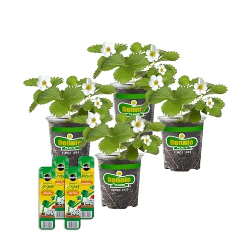 Bonnie Plants Strawberry Live Plants with Miracle-Gro Pour & Feed Singles Ready-to-Use Plant Food 4-Pack Great for Containers Raised Beds and In-Ground Gardens 19.3 oz.