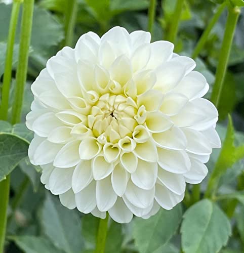 White Dinner Plate Dahlia Flower Bulbs for Planting | Easy to Grow and Maintain- Huge White Blooms (2 Pack)