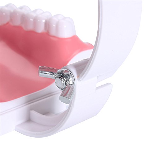 Miniatura 8 de Dental Dientes cepillado modelo para enseñanza educativo materiales Demo equipos con inferior extraíble dientes dentista herramienta