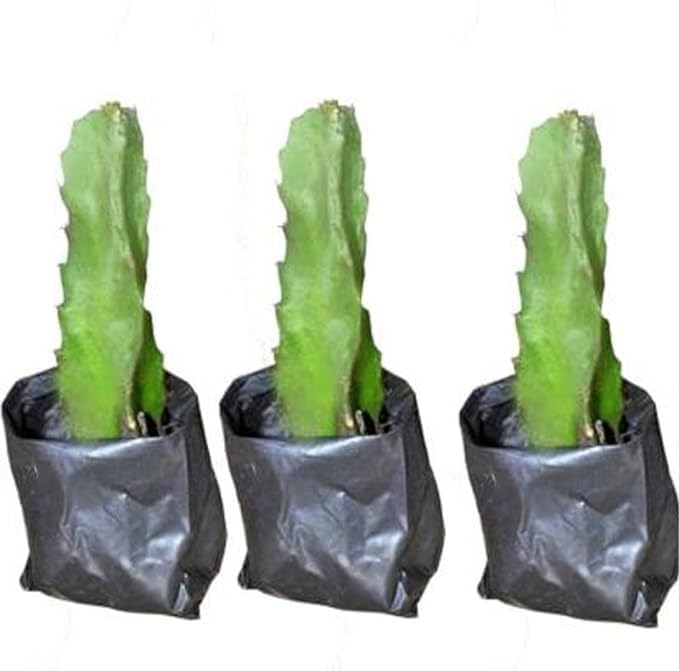 Cloud Farm Dragon Fruit Live Plant (Jumboo Red Dragon) - 7" to 8" inches in Grow Bag (Hybrid, Pack of 3),CF_05 (B0D86PYSG7) Amazon Price History, Amazon Price Tracker