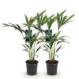 Green boutiQ - Zimmerpflanze - Howea Forsteriana - Kentia-Palme - Wenig Pflege - Grün - 2 Pflanzen - Topf 17cm - Höhe 70-75cm