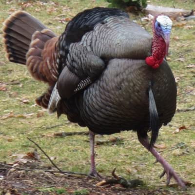 #CemeteryPodcast S2-E9: Giving Thanks for Cemeturkeys & the Carolinas (Thanksgiving Special)