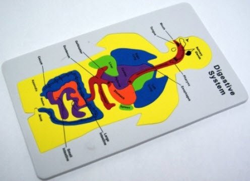 Superior Check Way The Human Digestive System Foam Puzzle