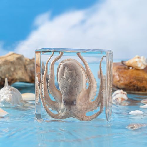 Real Taxidermy Octopus in Resin - Taxidermy Animals for School Lab Zoology Dissection, Novelty Gifts for Specimen Collector, Ocean Lover, Family or Friends (Octopus)