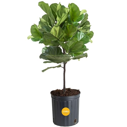Costa Farms Fiddle Leaf Fig Tree, Live Indoor Floor Plant in Nursery Grow Pot, Clean Air Purifying Houseplant in Potting Soil, Living Room Decor, Housewarming New Home Gift, 3-4 Feet Tall