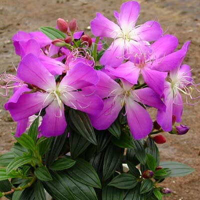 ノボタン コートダジュール ピンク 1株