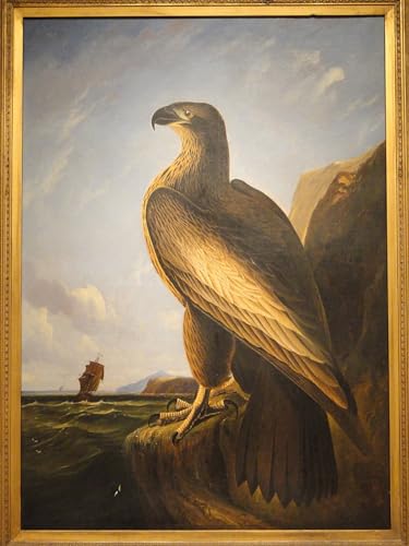 Affiche impression oiseau de mer de Washington Audubon sur toile 60x90cm decoration murale
