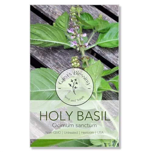 Gaeas Blessing Seeds - Holy Basil Seeds - Heirloom Seeds with Easy to Follow Planting Instructions - Sacred Tulsi Open-Pollinated High Yield Non-GMO 90% Germination Rate