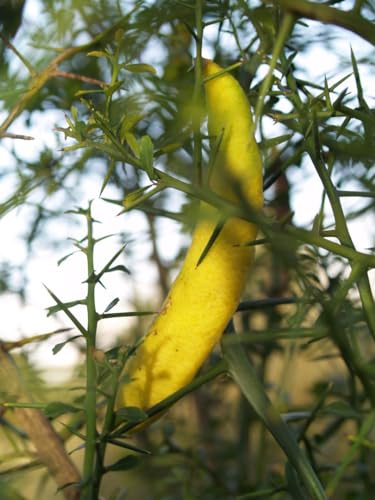 Image of GreenWorld Special & Rare Long Finger Yellow Australion Lime,Lemon /Lebu Plant(Australion Variety) Healthy Live Plant,'' Fruit After 1 Year''