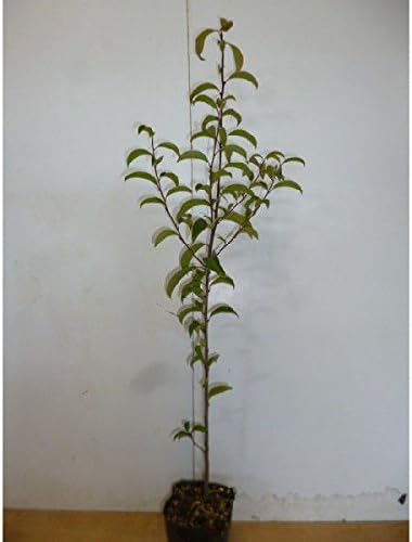 Amazon 苗 苗木 5本セット クロガネモチ 樹高0 4m前後 10 5cmポット くろがねもち 実生苗 雄雌混合 苗木 植木 苗 庭木 生け垣 5本 5 植木 Amazon 苗 苗木 5本セット クロガネモチ 樹高0 4m前後 10 5cmポット くろがねもち 実生苗 雄雌混合 苗木 植木 苗 庭木 生け垣 5本 5 植木