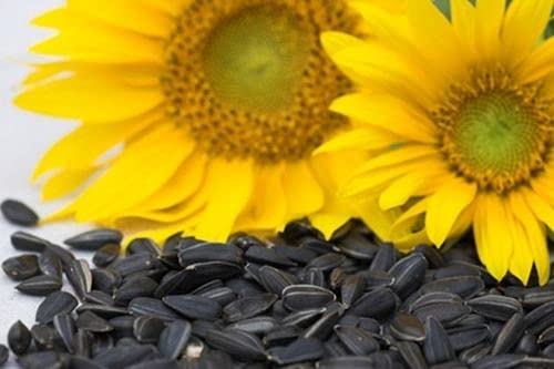 Striped Sunflower Seeds for for All Budgies, Lovebirds, Cockatiels, Sun Conure, Green Cheek Conure, African Grey, Amazon, Macaws, Cockatoos etc (1 Kg) (B089Q8FRYW) Amazon Price History, Amazon Price Tracker