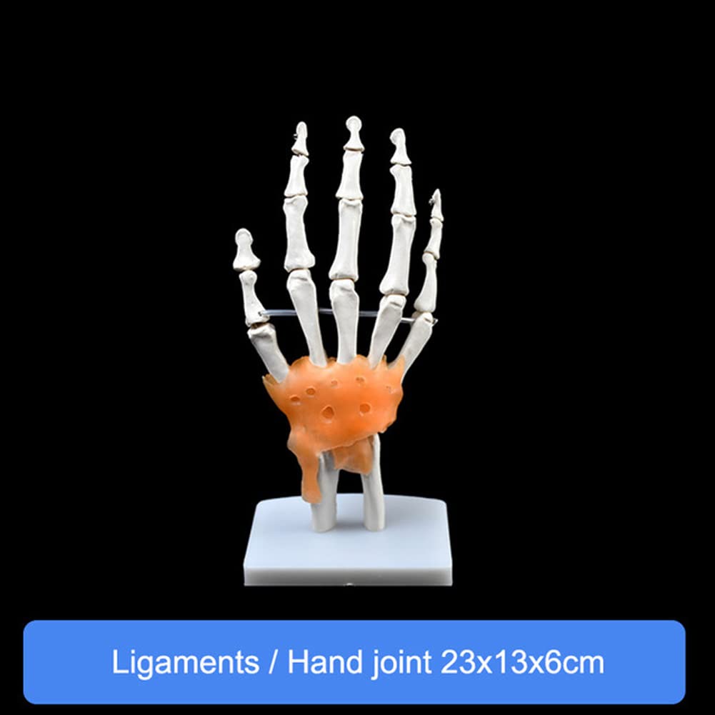 6-częściowy zestaw modeli anatomii stawów człowieka-model szkieletu ramienia, łokcia, nadgarstka, biodra, kolana i stopy naturalnej wielkości