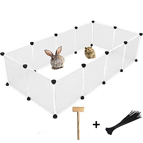 best way to introduce a dog and a cat