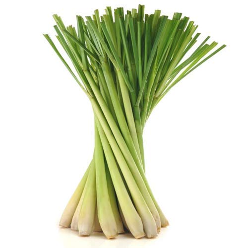 PLANTOGALLERY Herb Seeds | Lemon Grass Medicinal Plant Seeds For Planting in Home Garden (150 Seeds Pack) (B09BFZKKYH) Amazon Price History, Amazon Price Tracker
