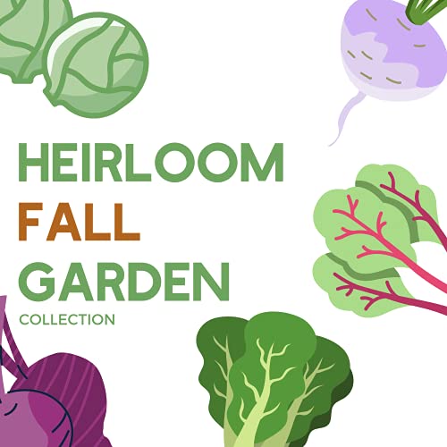 Fall Garden Heirloom Vegetable Seeds - ~3,800+ Seeds, 7 Varieties Of Seeds To Sow In Fall Months – Turnip, Beet, Chard, Echinacea, Spinach, Brussel Sprouts, And Kale Heirloom Seeds For Planting #TOP1