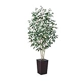 Photo Gallery verinatural ficus artificiale 180 cm pianta finta da interno - tronco in legno vero, foglie in seta, vaso conico marrone con ciottoli - per decorazioni di interni ed esterni, casa ufficio, vn129 Photo Gallery verinatural ficus artificiale 180 cm pianta finta da interno - tronco in legno vero, foglie in seta, vaso conico marrone con ciottoli - per decorazioni di interni ed esterni, casa ufficio, vn129
