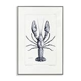 Stupell Industries Scientific Lobster Specimen Gray Framed Giclee Art, design by Tina Higgins Designs Inc., 18 x 12