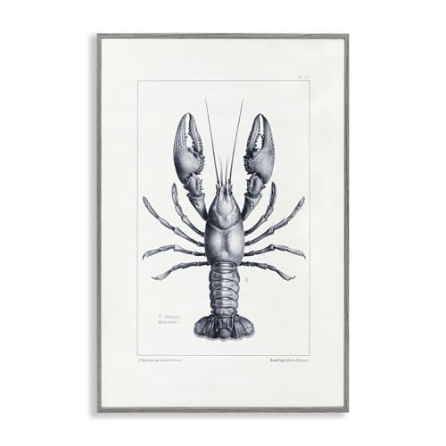 Stupell Industries Scientific Lobster Specimen Gray Framed Giclee Art, design by Tina Higgins Designs Inc., 18 x 12