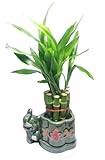 Lucky Bamboo Plant - 10 Stalks