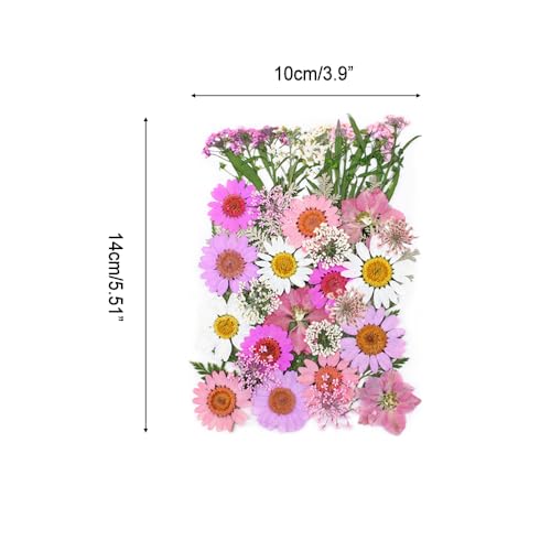 Flores secas prensadas kit para manualidades miniatura 4