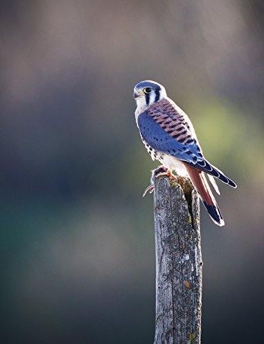 Sigma 150-600mm f/5-6.3 DG HSM OS Contemporary Lens for Canon EF