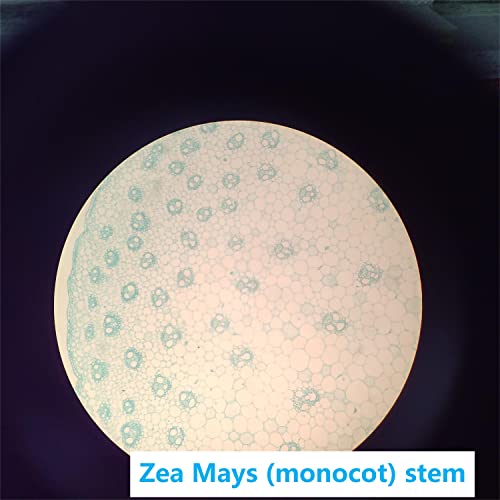 Image of Prepared Microscope Slides Set for Apologia Biology, Pack of 16pcs Specimens Specifically for Biology Course (Apologia Slides)