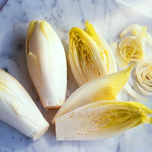 400 Organic Witloof Chicory Endive Seeds For Planting 1.25 Grams Of Seeds Heirloom Non Gmo