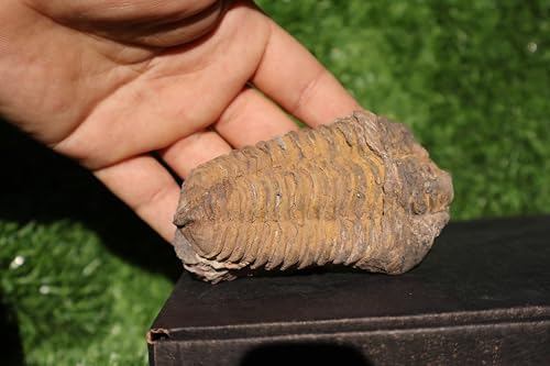Image of Calymene Trilobite Flexicalymene Trilobite Ordovician Fossil Trilobites A233