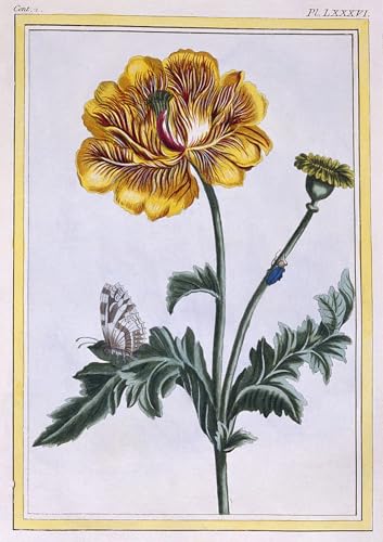 Toile renoncule Pierre Buchoz SERENDIPITP, habillez vos murs vides de chambre