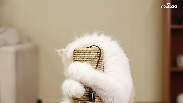 Nobleza - Tiragraffi Per Gatti,Albero Rampicante Per Gatti Con