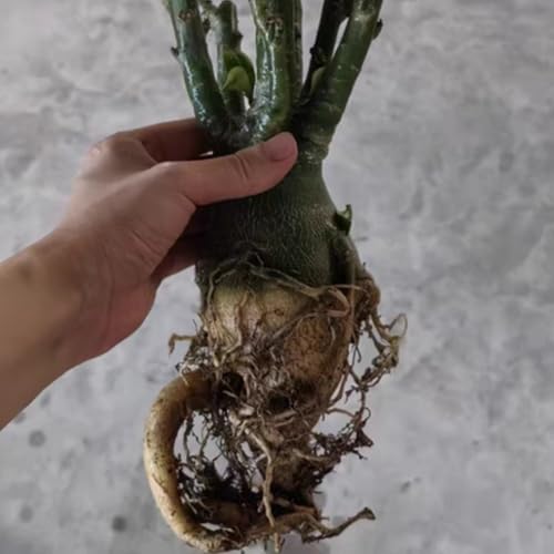 Drought-Tolerant Desert Rose Plants/Desert Rose Tubers/Cold-Hardy Perennials/Flowers Year-Round/Professional Planting for Stunning Garden Displays-1 Bulbs-A - Image 4