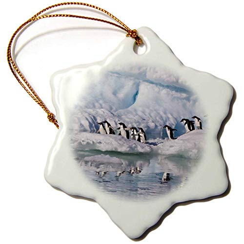 3dRose Adelie Penguin Colony on Devil Island, Antarctica - AN02 HRO0199. - Ornaments (ORN_132267_1)