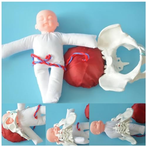 SUZLAZYR Childbirth Demonstration Pelvis Model - Female Pelvis Childbirth Model with Baby, Umbilical Cord, Placenta, Gynecology Teaching Anatomy Model