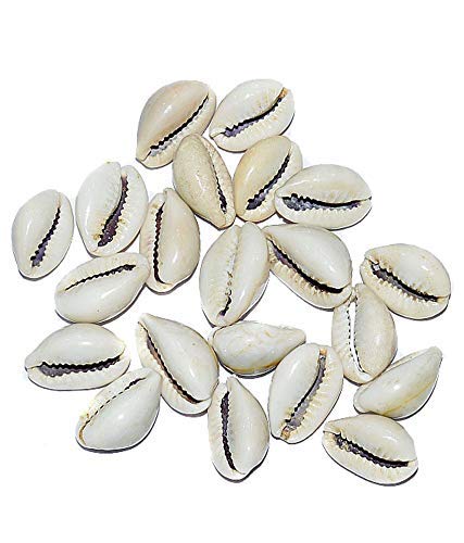 Rolimoli Natural White Kodi Shells for Pooja (White, Set of 21)