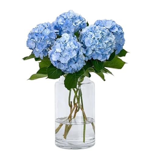 Bouquet de Hortensia Azul con 10 Flores Naturales de Alta Duración