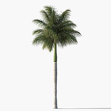 Royal Palm Tree Seeds, Roystonea Regia, aka Cuban/Florida Royal Palm, 20 Premium Quality Tree Seeds, Exotic Palm Tree, Islas Garden Seeds, 80% Germination Rates