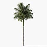 Royal Palm Tree Seeds, Roystonea Regia, aka Cuban/Florida Royal Palm, 20 Premium Quality Tree Seeds, Exotic Palm Tree, (Isla's Garden Seeds), 80% Germination Rates