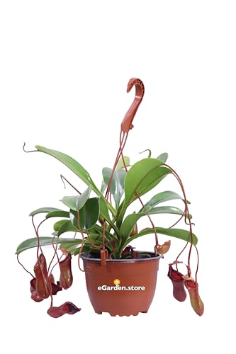 Pianta di Nepenthes X Ventrata pianta carnivora mangia insetti ornamentale da arredo interno pianta vera venduta da eGarden.store