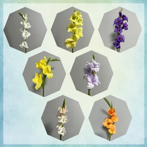 10 piezas mezcla de bulbos de gladiolo, Gladiolus, Plantas resistentes para flores de jardín y balcón. tubérculos de gladiolos bulbos de flores que florecen temprano, bulbos de flores