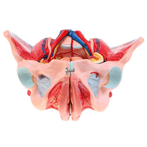 Modelos médicos, modelo anatômico médico de pelve feminina com órgãos, modelo de anatomia, modelo es