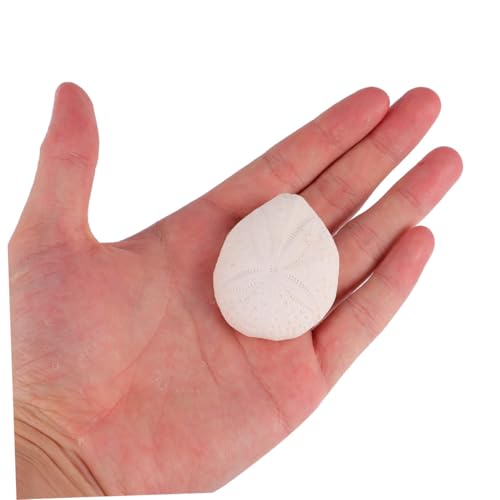 Conchas Naturales de Alta Calidad para Decoración del Hogar Elegante 6 Piezas 4
